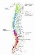 Image result for 12 Spinal Nerves
