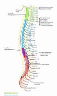 Image result for Lumbar Spine Anatomy Nerves