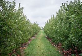 Image result for Apple Hill Orchard Mansfield Ohio