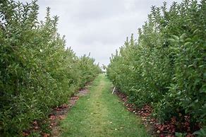 Image result for Boa Vista Orchards