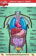 Image result for New of the Human Body