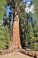 Image result for What Is the Biggest Tree in the World