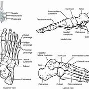 Image result for 149 Cm to Feet