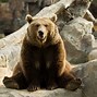 Image result for Funny Bear Sitting
