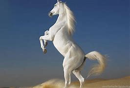 Image result for Cool Horse Wallpapers