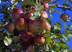Image result for Red Delicious Apple Fruit
