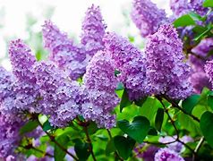 Image result for iPhone Lilac Flowers Wallpaper