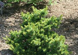 Image result for Pinus parviflora Hagoromo