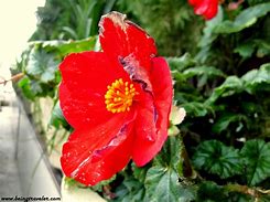 Image result for Macro Photography Art