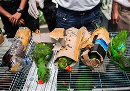 Image result for Bird Smuggling