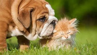 Image result for Fancy Cats and Dogs