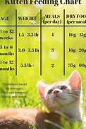 Image result for What Is the Easiest Cat to Own