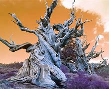Image result for 4000 Year Old Tress in Santiago