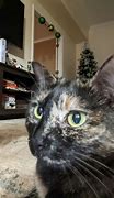 Image result for oklahoma cats memes templates