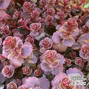 Image result for Sedum spurium Purple Winter