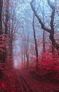 Image result for Foggy Misty Forest Wallpaper