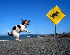 Image result for Funny Pet Animals