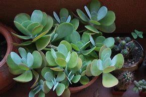 Image result for Common Succulents