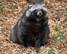 Image result for Raccoon Dog Round