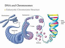 Image result for Chromosomes Make Up DNA