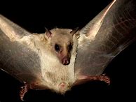 Image result for Rousette Bat