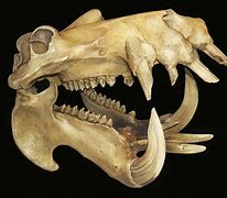 Image result for Prehistoric Animal Skulls