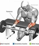 Image result for Dumbbell Workout for Forearms