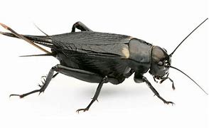 Image result for Cricket Like Bug Tucson