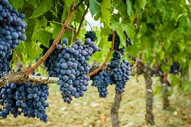 Image result for Growing Grapes