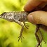 Image result for Guy Trying to Darw a Gecko Meme