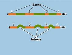 Image result for Exon-Intron Splicing Enzyme Diagram Simple