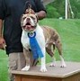 Image result for Pit Bull Boxer Mix