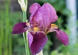 Image result for Iris Senlac (Germanica-Group)