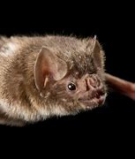 Image result for Common Vampire Bat