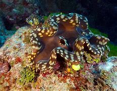 Image result for Giant Clam