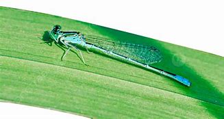 Image result for Cricket Insect Transparent