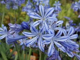 Bildergebnis für Agapanthus Charlotte