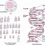 Image result for 23 Chromosomes Chart