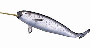 Image result for Narwhal Unicorn of the Sea Worksheet