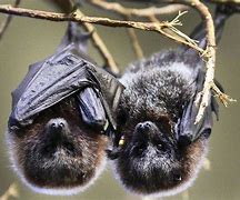 Image result for Baby Bat Sleeping