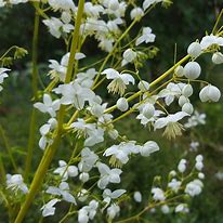 Image result for Thalictrum delavayi Splendide White