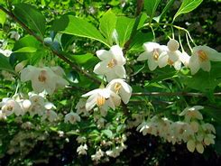 Image result for Styrax japonicus