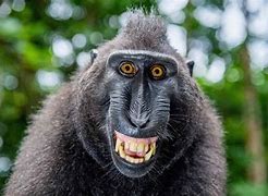 Image result for Laughin Monkey