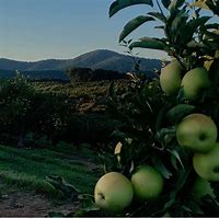 Image result for GA Apple Trees