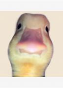 Image result for Duck USB Meme