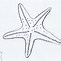 Image result for Starfish Cut Out