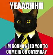 Image result for Business Cat Meme Vet