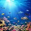 Image result for iPhone 15 Pro Wallpaper Underwater