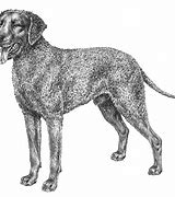 Image result for Types of Retriever Dogs