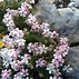 Image result for Androsace villosa var. jacquemontii lilac flowered